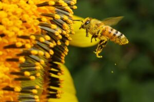 spring-picutre-of-honeybee-and-flower